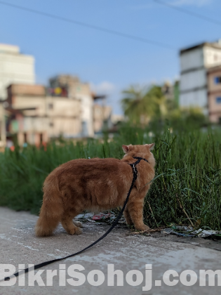 Pure Persian male